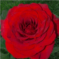 Либерти роза чайно-гибридная, цветы насыщенной темно-красной окраски.