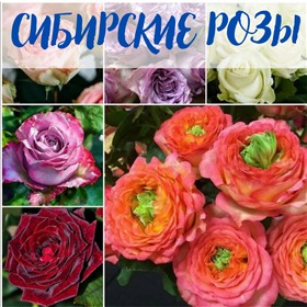 Сибирские РОЗЫ по цене от 215 до 230  руб