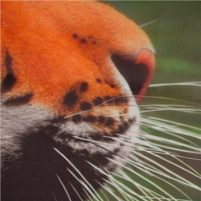 Тюль «Тигры у водопада» 147х267 +/- 3см, 2шт, шифон
