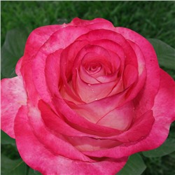 Хай Канди чайно-гибридная, цветки необычной розово-белой окраски с более светлой обратной стороной.