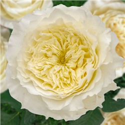Альберта (Центифольная (столепестковая), цветки от светло-желтого, почти белого цвета