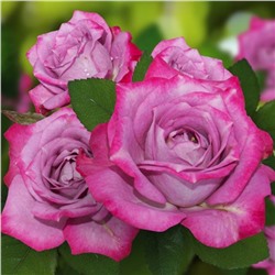 Мальдива роза спрей, бутоны собраны из нежных лиловых лепестков с пурпурным краем
