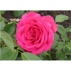 Крейзи Моника роза розово-пурпурная 1шт ГРАНДИФЛОРА
