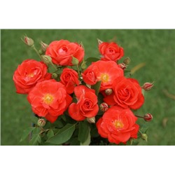 Оранж Сенсейшн роза флорибунда