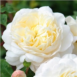 Жасмин Корсе роза (Клаймбер (плетистая) Премиум, светлого-желтого цвета