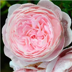 Холли роза Шраб (кустовая), нежные кремовые лепестки с розовой и персиковой серединкой.