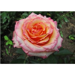 Фруктовый ликер роза персиково-желтые бутоны разбавлены красноватым цветом 1шт