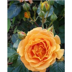 Прометей роза (Клаймер плетистая) канадская. Бутоны  персиково-розовые.