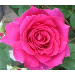 Адель роза, бутоны собраны из атласных лепестков цвета фуксии