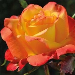 Пина Колада роза чайно-гибридная, золотисто-желтые лепестки к кончикам становятся румяно-розовыми.