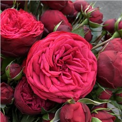 Адажио роза ярко-красная роза ПРЕМИУМ 1шт