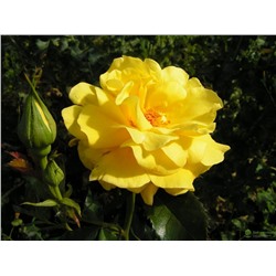 Фрезия роза интенсивно-желтой окраской лепестков флорибунда 1шт