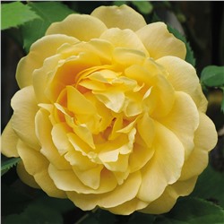 Люмьер де Луна роза Шраб (кустовая), холодный желтый оттенок