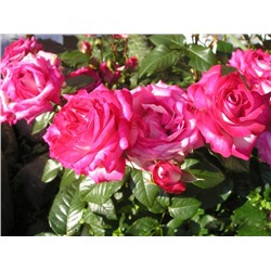 Каравелла роза бархатисто-красная, нижняя - практически белая, с розовой каймой 1шт ГРАНДИФЛОРА