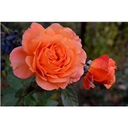 Эссель де ла Мари роза флорибунда,молочно-персиковой окраски