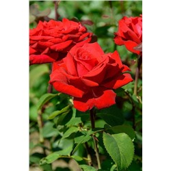 Гранд Амор роза чайно-гибридная красная