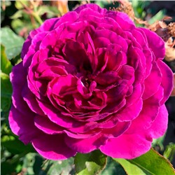 Терра Ностра роза Флорибунда (кустовая). Лепестки насыщенно-фиолетового цвета.