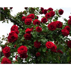 Джеффри роза плетистая Клаймбер,бутоны собраны из атласных лепестков