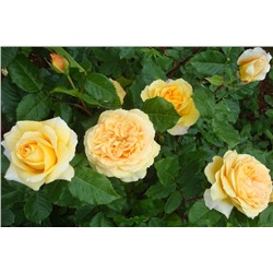 Дива роза светло-желтые цветки ПРЕМИУМ 1шт