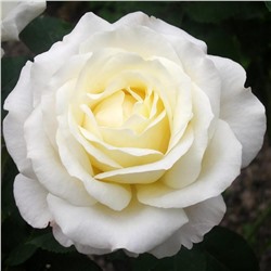 Эклер роза белые с зеленоватым или светло-желтым оттенком 1шт ГРАНДИФЛОРА