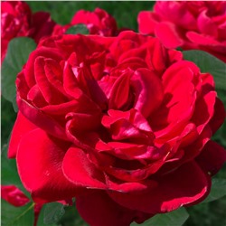 Флорентина роза плетистая,Лепестки ярко-красные, гладкие, собраны в махровые розетковидные цветки.