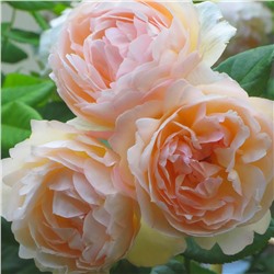 Флёр роза Рамблер (плетистая), кремового оттенка.