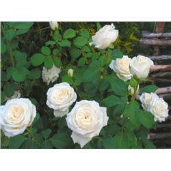 Анастасия чайно-гибридная роза, цвет белый