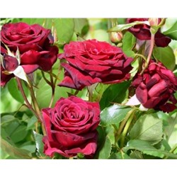 Роял Баккара чайно-гибридная роза