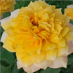 Бамблби кюль роза флорибунда, с крупными густомахровыми цветками от ярко-желтого до абрикосово-золот